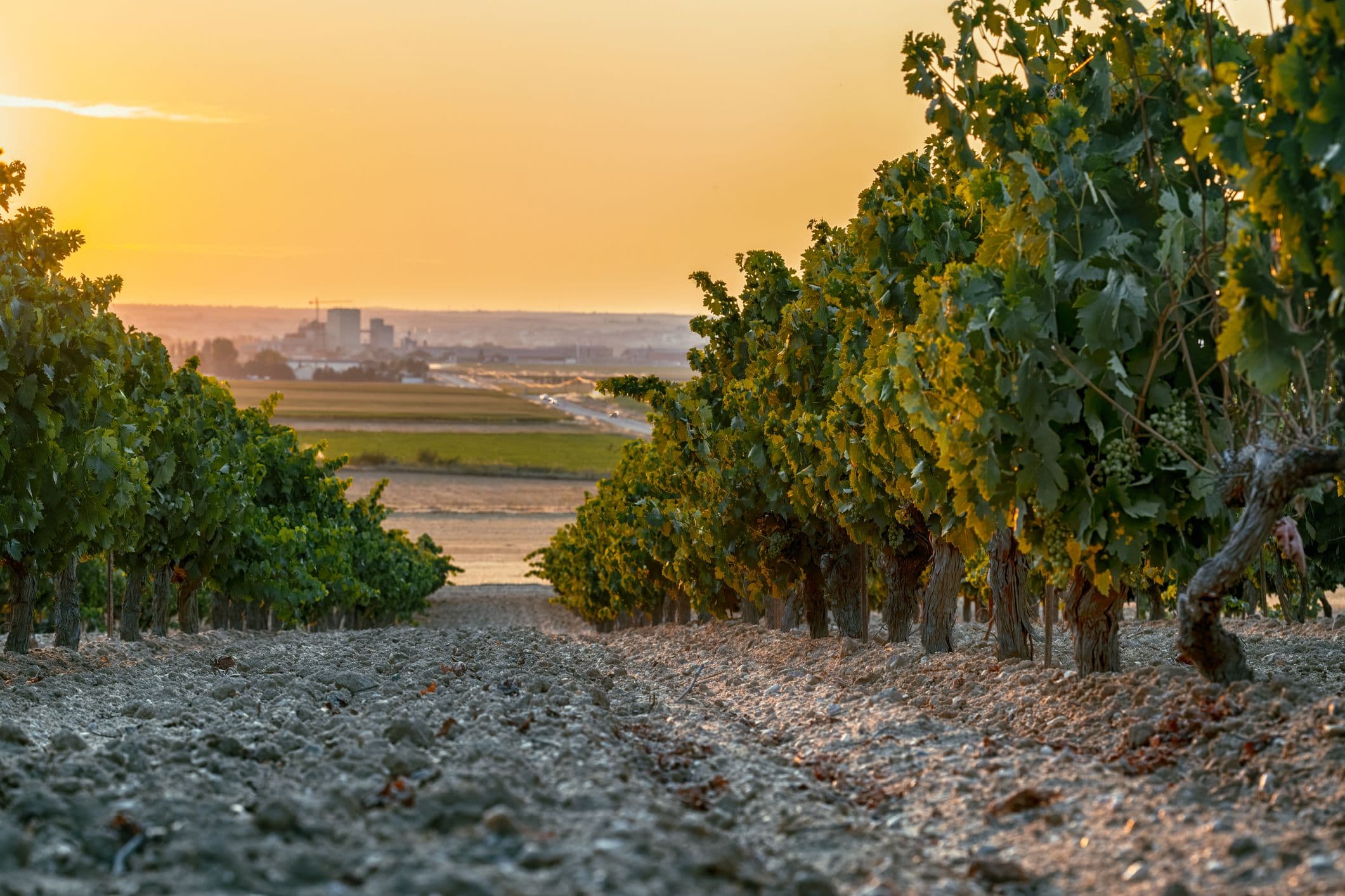 Weinregion Toro - bekannt für ihre kraftvollen, konzentrierten Rotweine, insbesondere aus der Rebsorte Tinta de Toro (Tempranillo)