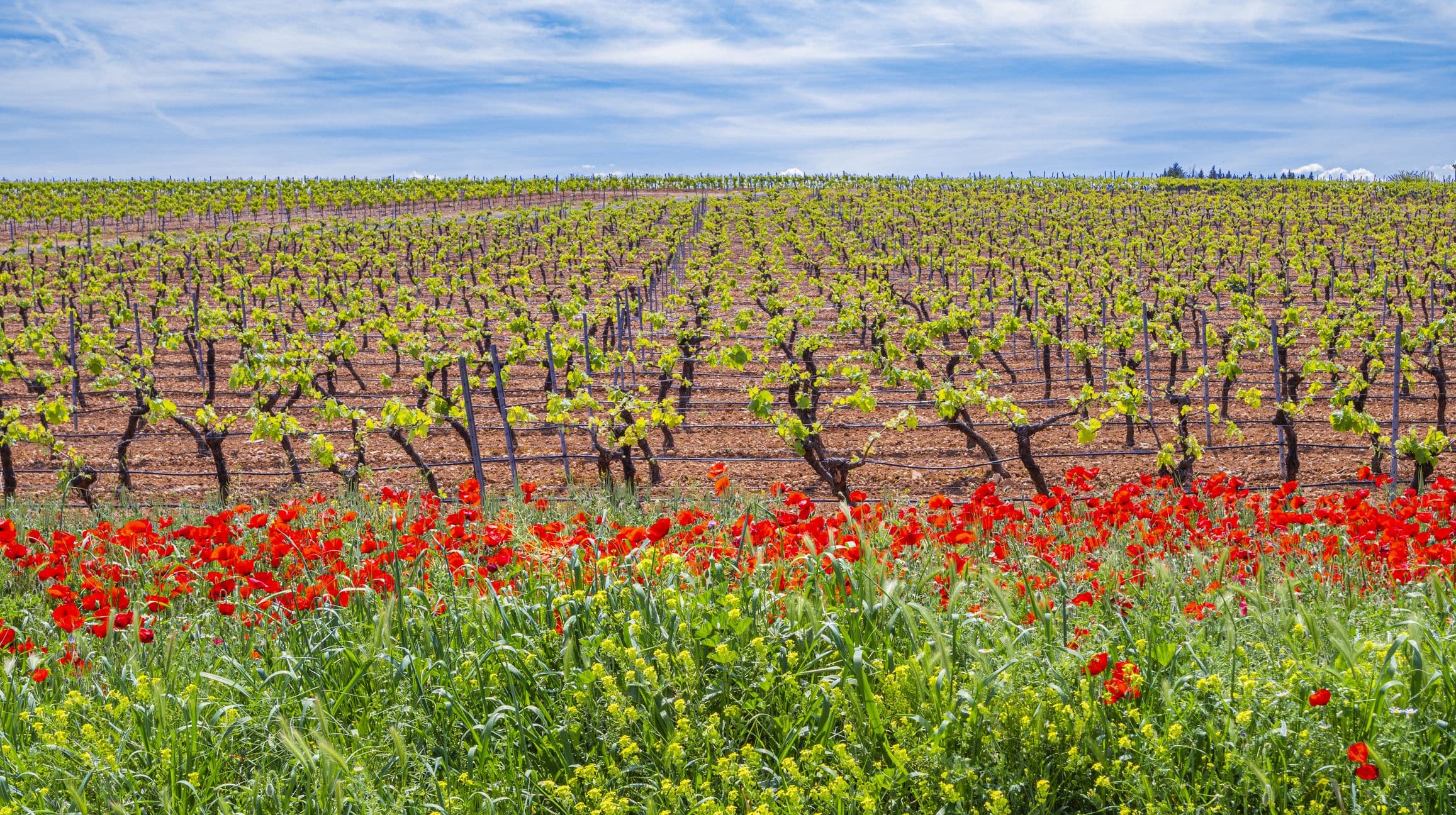 Valdepeñas DO - bekannt für ihre preiswerten Rotweine aus der Tempranillo-Traube, die oft als Crianza oder Reserva ausgebaut werden