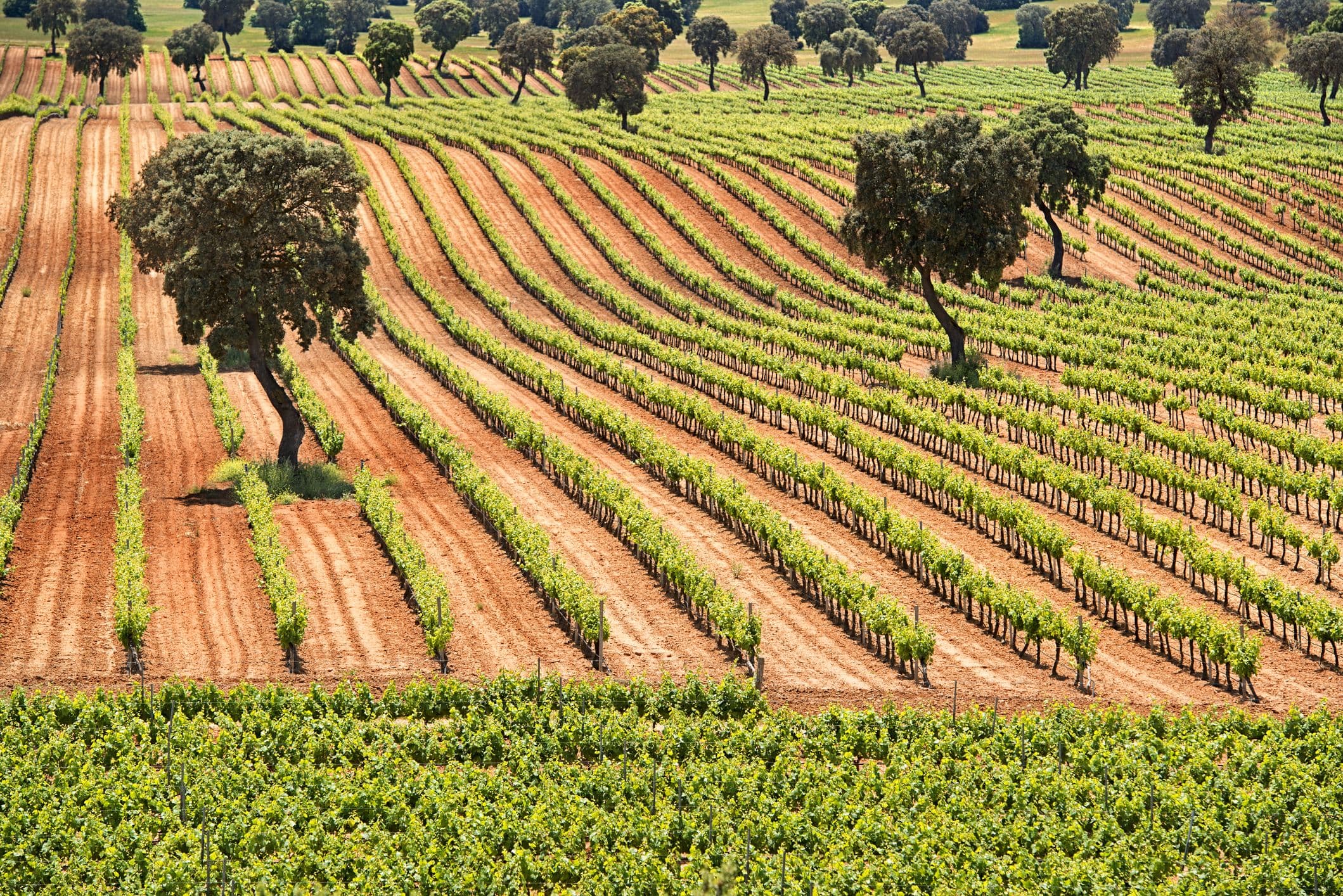 La Mancha DO - das größte zusammenhängende Weinbaugebiet der Welt und liegt in der spanischen Region Kastilien-La Mancha